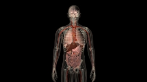 15 части на човешкото тяло, които ще изчезнат в бъдеще