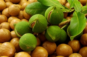 Полезните свойства на макадамията