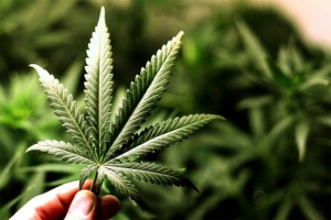 Пристрастеността към марихуана: какво се случва с мозъка?