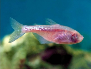 Мексиканска риба може да лекува тъканта на сърцето