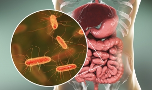 Чревните бактерии могат да намалят артериалното налягане