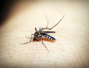 6 домашни лека срещу ухапване от комар