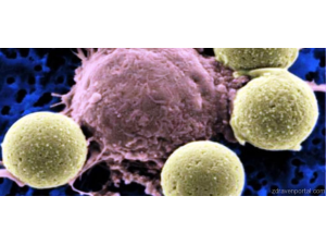 Учени заснеха как Т-клетки убиват раковите клетки (видео)