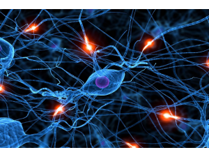Създадоха изкуствени неврони