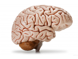 Учени създадоха в лаборатория почти завършен човешки мозък