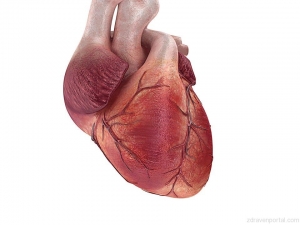 Учени направиха „удивително откритие” за сърцето