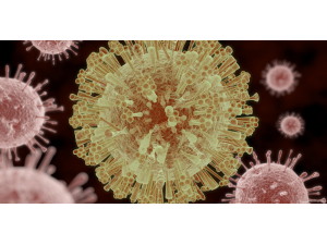 Американски учени са създали първия животински модел за изследване на зика вируса