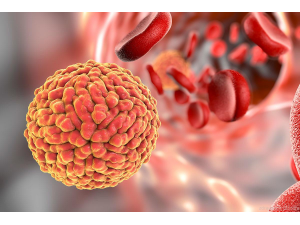 Учени откриха антитела срещу Зика