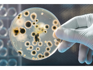 Неочаквани места, които бъкат от бактерии