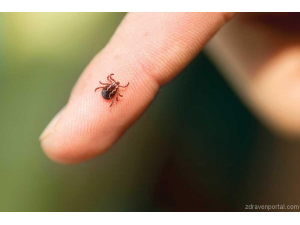 Ако ви ухапе кърлеж...