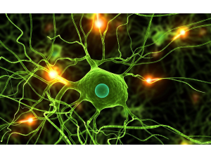 Мозъкът работи и след смъртта