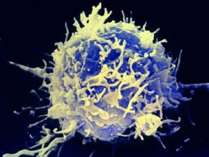 Учени използват макрофаги за да спрат туморния растеж