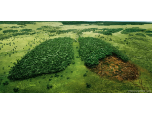 Обезлесяването е причина за появата на нови инфекции