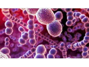 Експерти: Микроби в червата регулират настроението