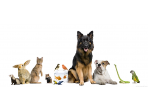 Домашните любимци помагат на хората с психични заболявания