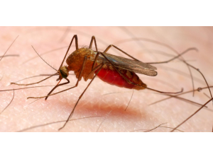 Учени: Маларията става устойчива на лечение