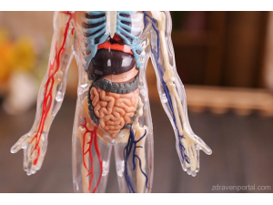 Учени откриха нов орган в човешкото тяло