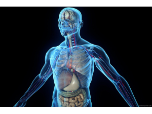10 прости въпроса за човешкото тяло, на които науката още не може да отговори
