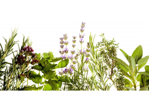 7 полезни билки