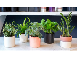 5 растения, които ще подобрят съня ви