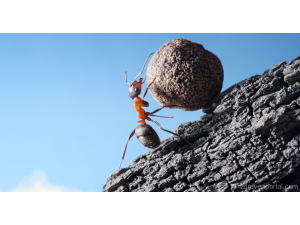 Искате да живеете дълго? Работете много