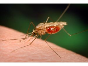 Първата в света ваксина срещу малария ще бъде изпробвана в Гана, Кения и Малави