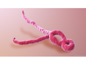 Учени са направили пробив в борбата с Ебола