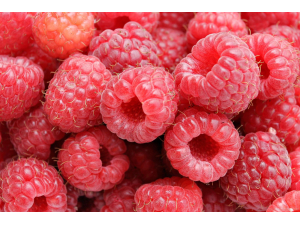 Червените боровинки помагат при различни болести