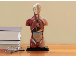 10-те най-безполезни органа в човешкото тяло