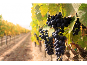 7 ползи на гроздето