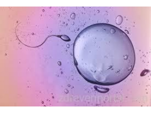 Ановулация – какви са възможните причини?