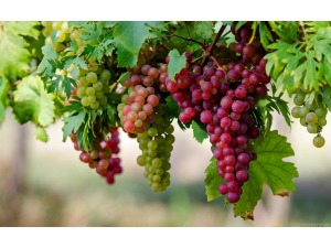 Ресвератролът и храните на дълголетието