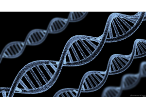 Откриха главната причина за стареенето и смъртта