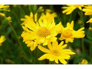 Арника – незаменима при травми и натъртвания