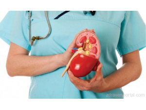 През зимата активни са бъбреците