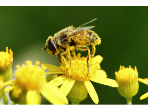За какво помага пчелният прашец ?