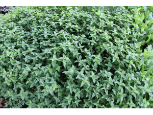 Ментата може и да е опасна – кой да я избягва?